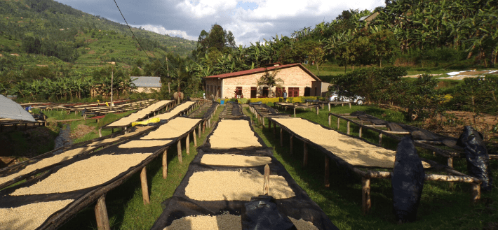 Kawa Rwanda Kinini - farma Rusiga, Mbogo