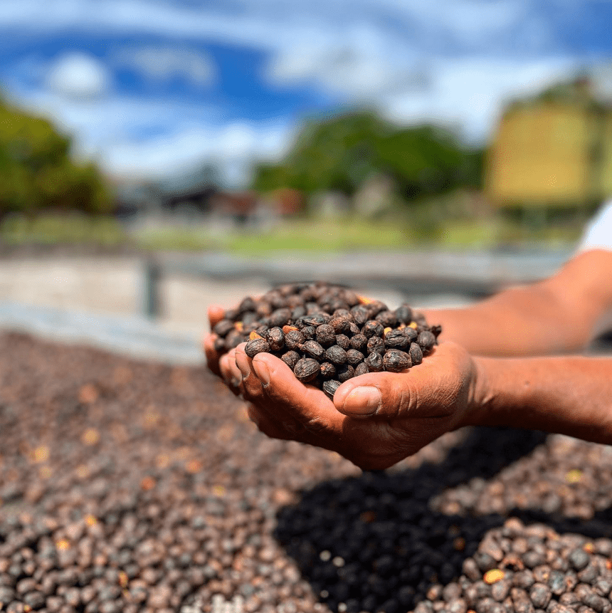 Panama Intrinsic Cherry specialty coffee