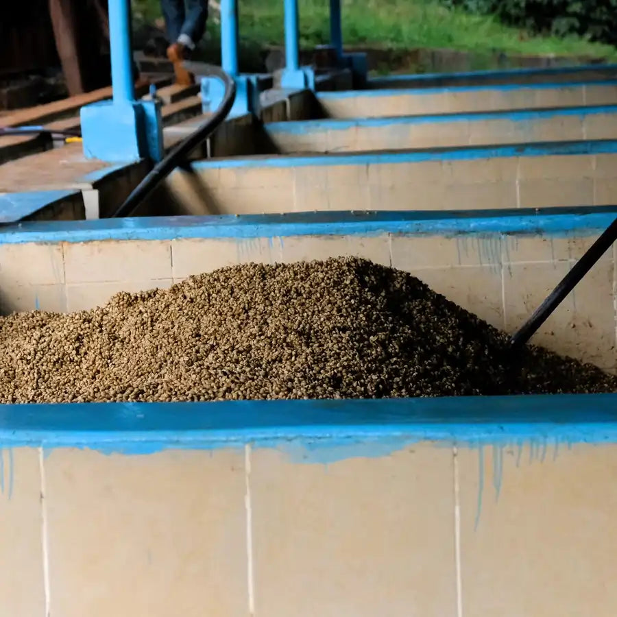 Fermentacja kawy w Kenii – świeżo obrobione ziarna kawy podczas procesu washed w betonowych zbiornikach stacji obróbki Gikanda Kangoch, produkcja kawy specialty.