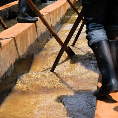 Proces mycia kawy w Kenii – ręczne przemieszczanie ziaren kawy w kanałach wodnych podczas obróbki washed w stacji obróbki Gikanda Kangoch, produkcja kawy specialty.