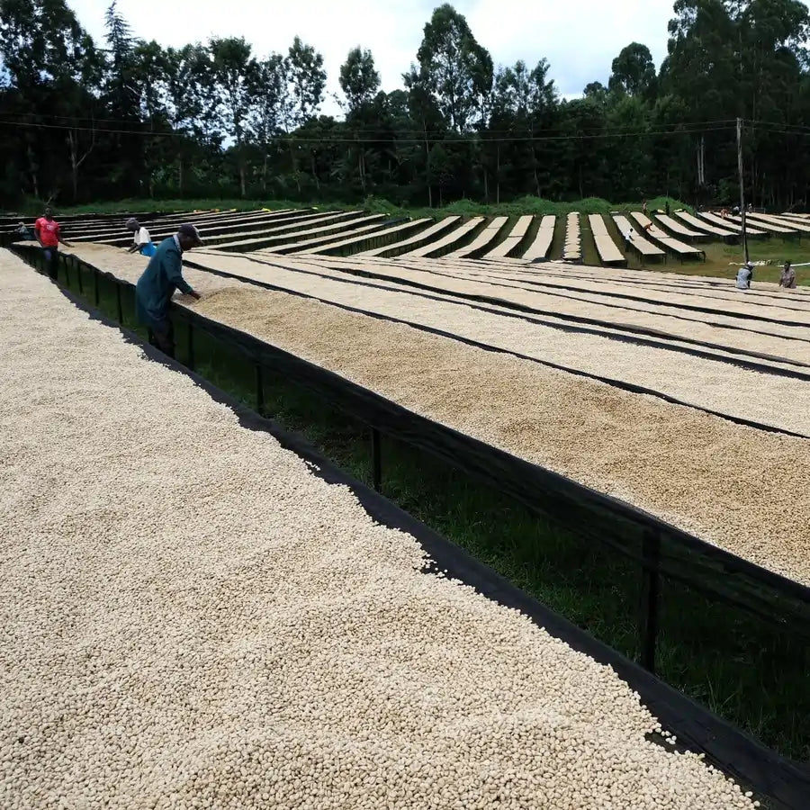 Suszenie kawy w Kenii – ziarna kawy specialty rozłożone na afrykańskich stołach suszarniczych (African beds) w stacji obróbki Gikanda Kangoch, tradycyjny proces produkcji kawy.