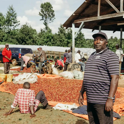 Pracownicy stacji obróbki kawy w Kenii przy suszeniu czerwonych owoców kawowca na matach, zdjęcie z farmy Karimikui