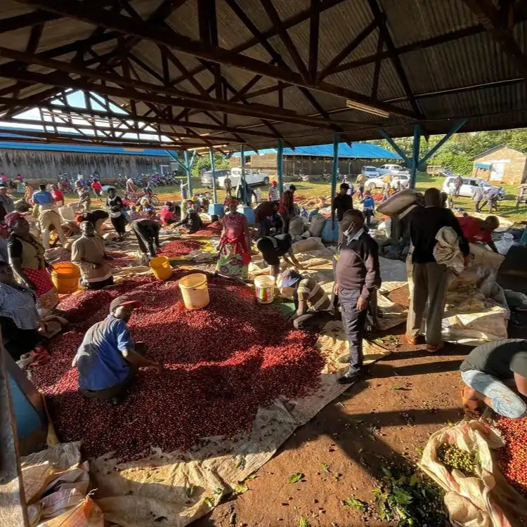 Pracownicy stacji Karimikui w Kenii sortują świeże czerwone owoce kawowca na dużych matach pod zadaszeniem