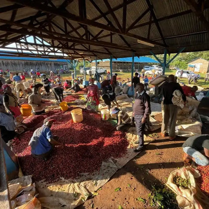 Pracownicy stacji Karimikui w Kenii sortują świeże czerwone owoce kawowca na dużych matach pod zadaszeniem