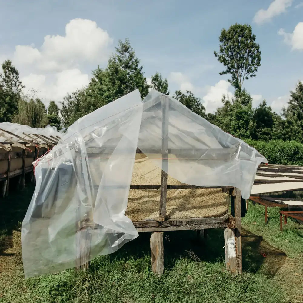 Ziarna kawy suszone na podwyższonych afrykańskich stołach przykrytych folią ochronną na stacji Karimikui w Kenii