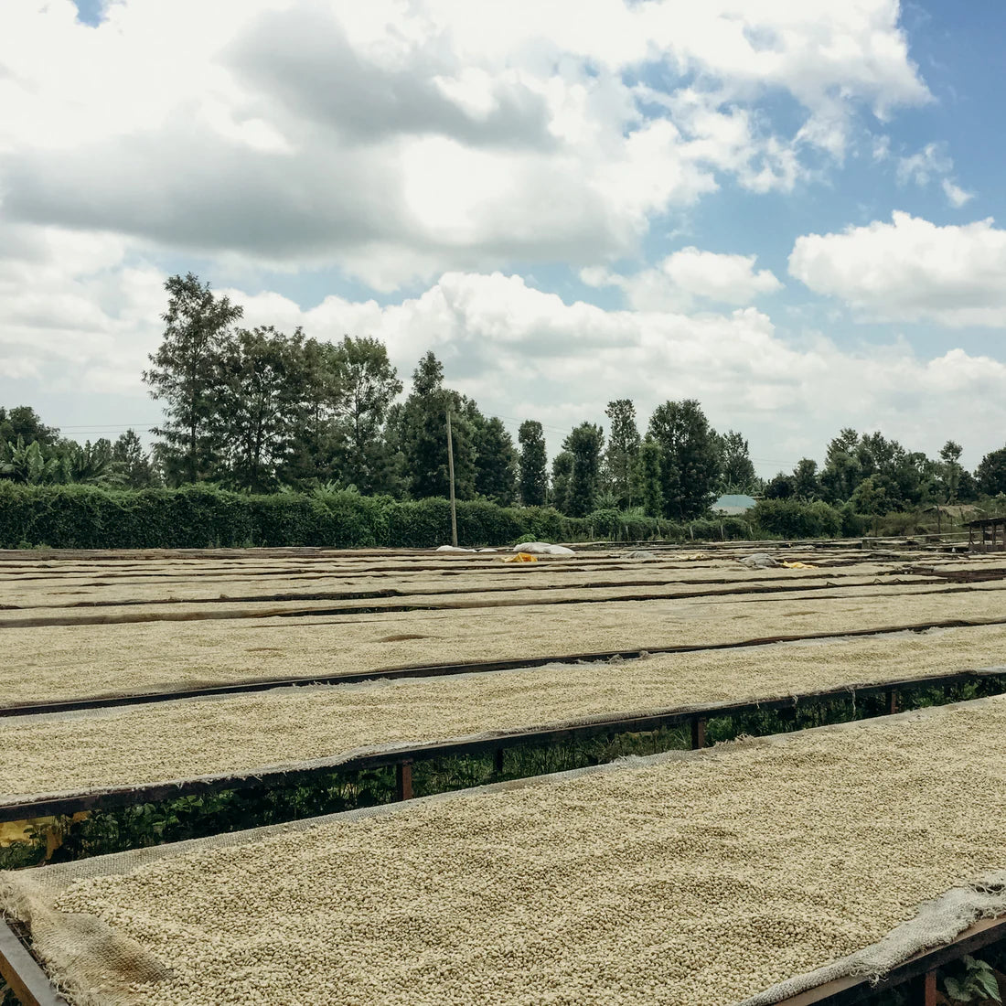 Ziarna kawy suszące się na dużych afrykańskich stołach na stacji obróbki Karimikui w Kenii, widok na rozległe pola suszenia