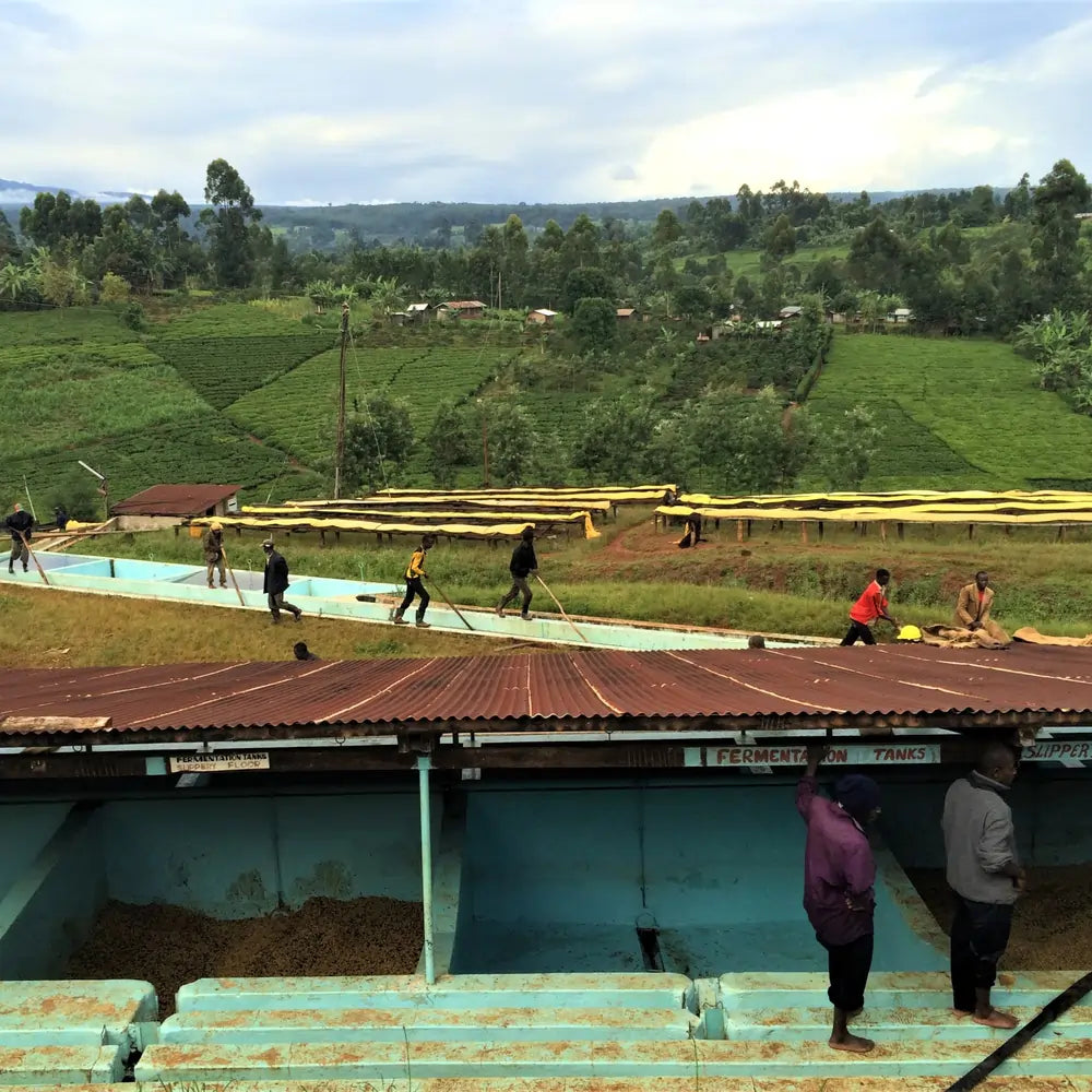 Stacja obróbki kawy Kenya Rungeto Kii – zbiorniki fermentacyjne oraz stoły do suszenia kawy specialty w regionie Kirinyaga