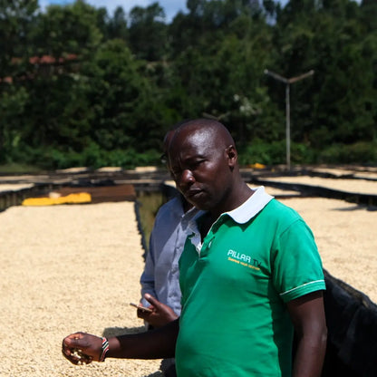 Proces suszenia kawy Kenya Rungeto Kii – kontrola jakości ziaren na podniesionych stołach suszarniczych w stacji obróbki w Kenii