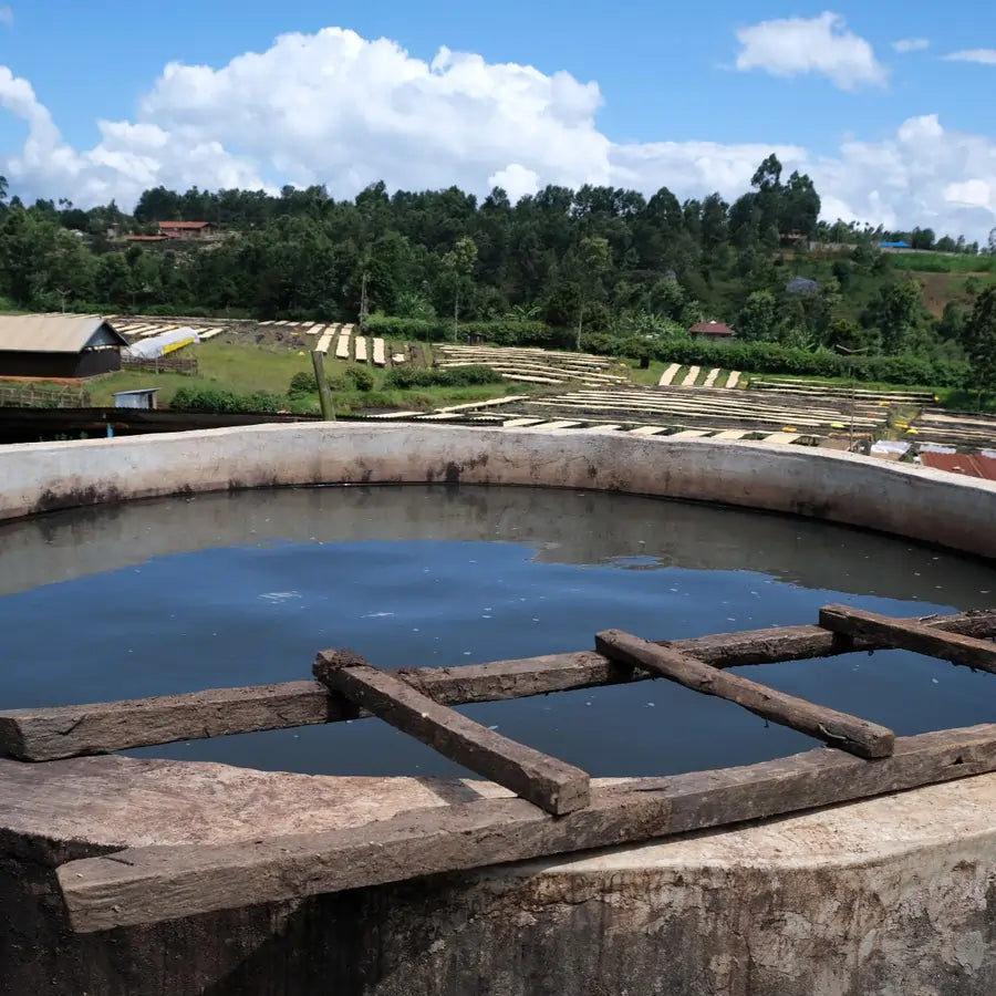 Zbiornik fermentacyjny w stacji obróbki Kenya Rungeto Kii – etap fermentacji kawy specialty przed suszeniem na podniesionych stołach