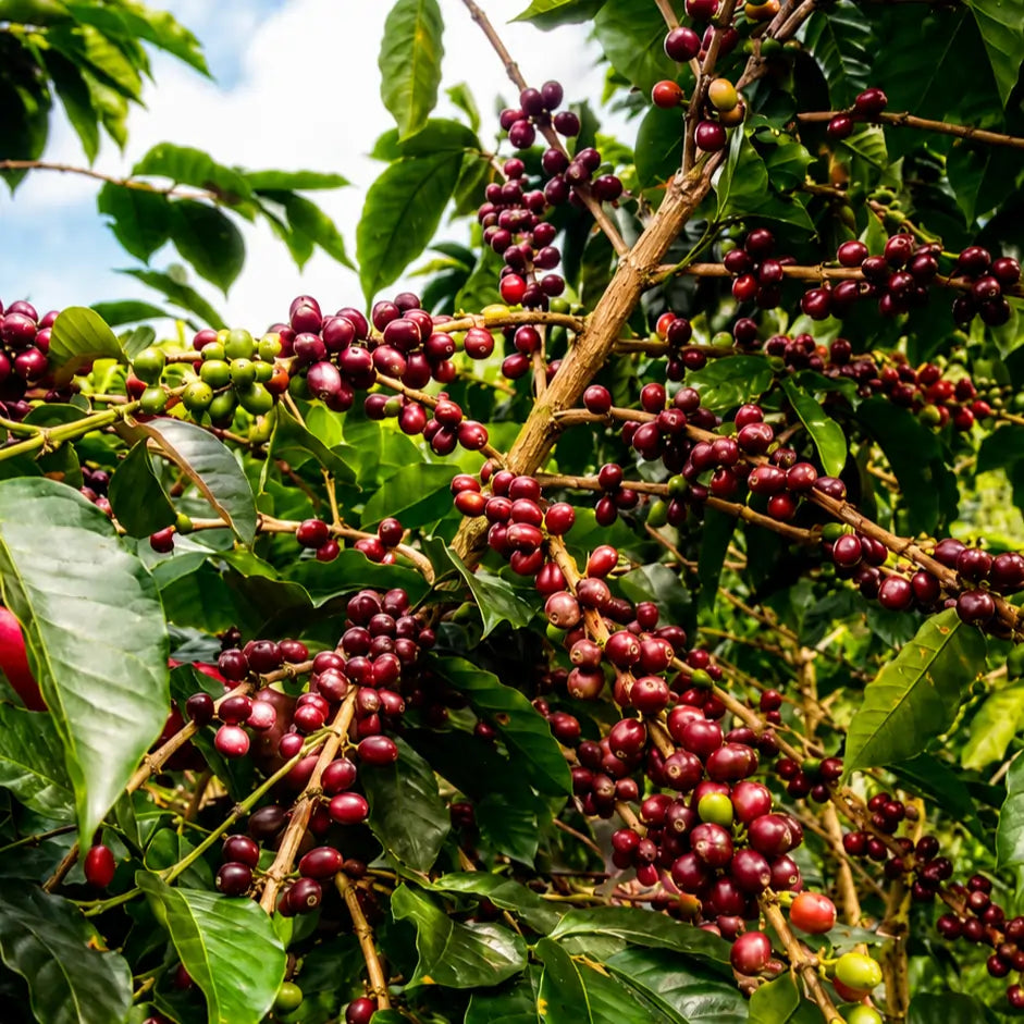 Dojrzewające wiśnie kawowca na krzewie na plantacji kawy Colombia La Molienda w Kolumbii.