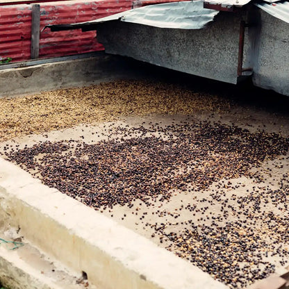 Proces naturalnej obróbki kawy na farmie La Albania w Kolumbii – suszenie ziaren arabiki dla Java Coffee Roasters