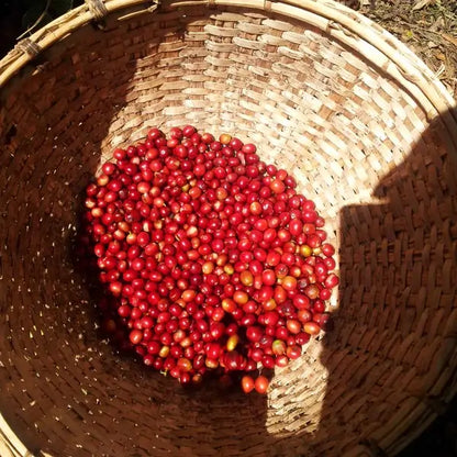 Kosz wypełniony świeżo zebranymi czerwonymi wiśniami kawowymi podczas zbiorów na plantacji