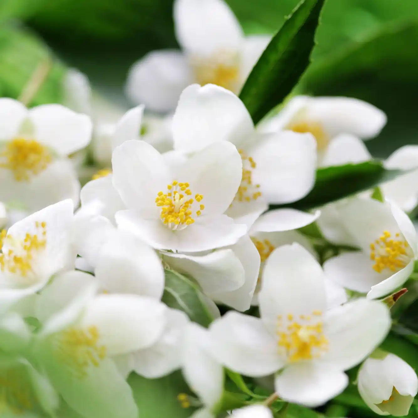 Białe kwiaty jaśminu z żółtymi pręcikami na tle zielonych liści – naturalne źródło aromatu syropu Bacanha Jasmin.