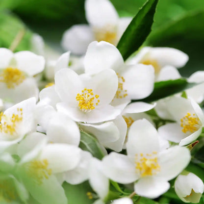 Białe kwiaty jaśminu z żółtymi pręcikami na tle zielonych liści – naturalne źródło aromatu syropu Bacanha Jasmin.