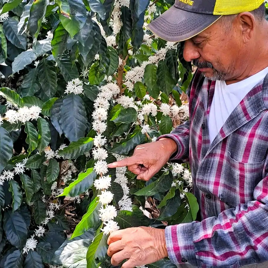 Kwitnienie kawy w Hondurasie – plantator sprawdza białe kwiaty kawowca na krzewie kawy specialty