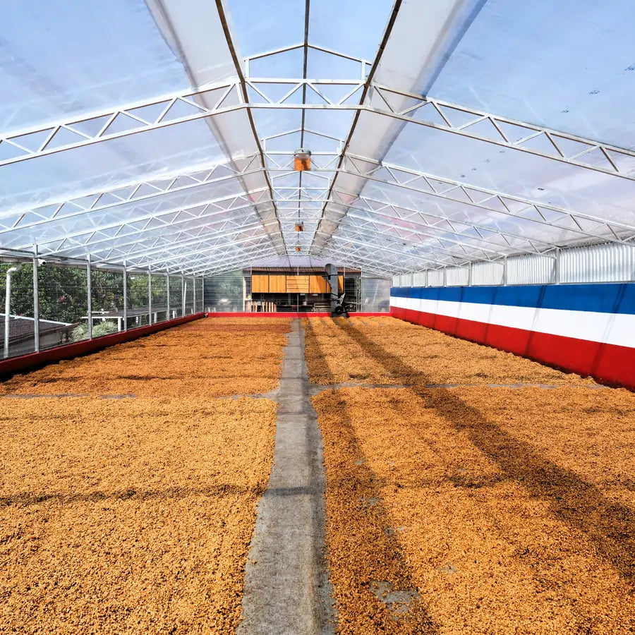Ziarna kawy suszące się w szklarni na plantacji Las Lajas w Kostaryce w procesie Black Diamond Natural