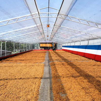 Ziarna kawy suszące się w szklarni na plantacji Las Lajas w Kostaryce w procesie Black Diamond Natural