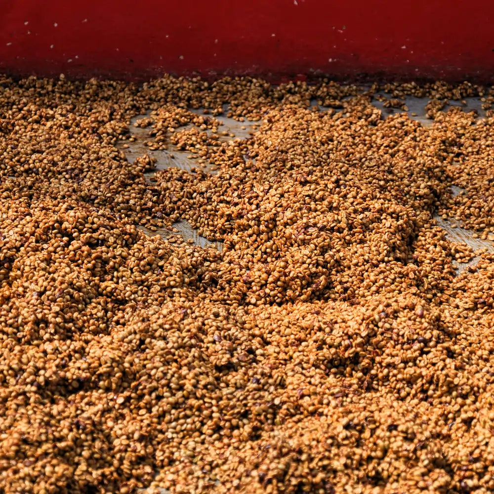 Ziarna kawy suszące się na patio w procesie naturalnym na plantacji Las Lajas w Kostaryce