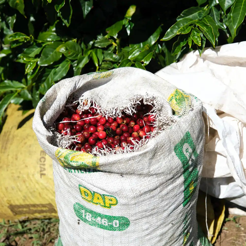 Worek wypełniony czerwonymi owocami kawowca zebranymi na plantacji Las Lajas w Kostaryce, w tle zielone liście krzewów kawy