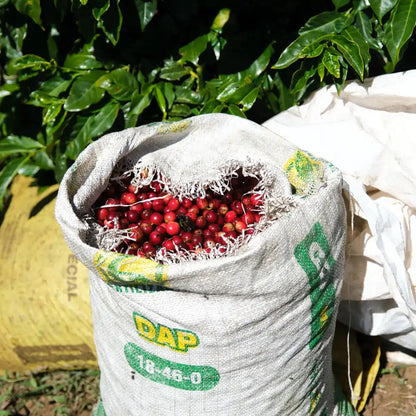 Worek wypełniony czerwonymi owocami kawowca zebranymi na plantacji Las Lajas w Kostaryce, w tle zielone liście krzewów kawy