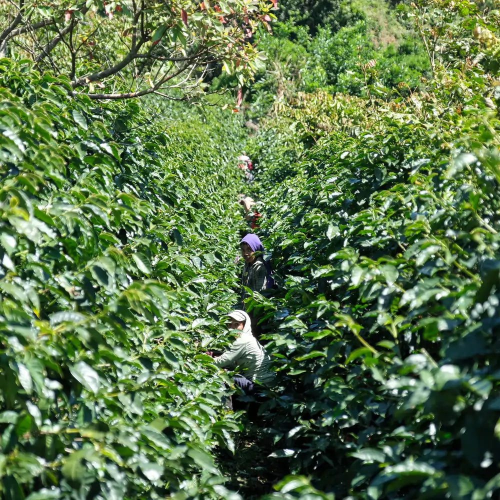 Pracownicy plantacji Las Lajas w Kostaryce zbierający owoce kawowca wśród gęstych rzędów zielonych krzewów