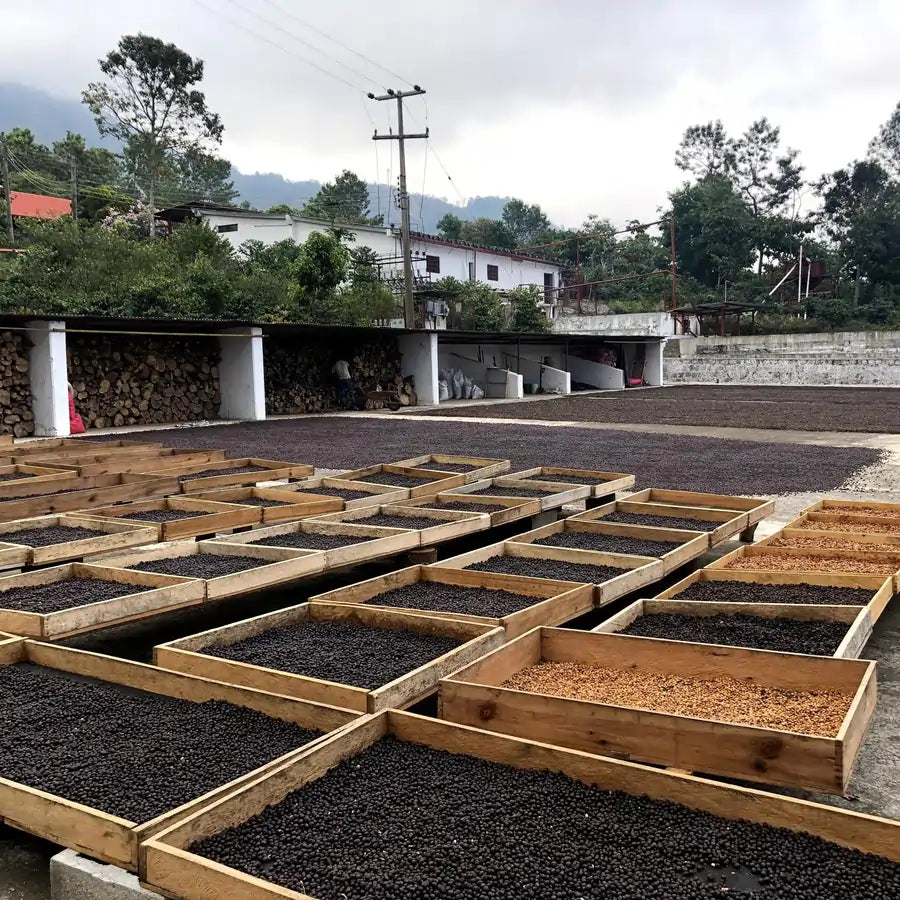 Obróbka washed kawy w Meksyku – ziarna kawy suszone na drewnianych stołach po myciu, region Chiapas, etap produkcji kawy Mexico Donaldo Ambrosio.