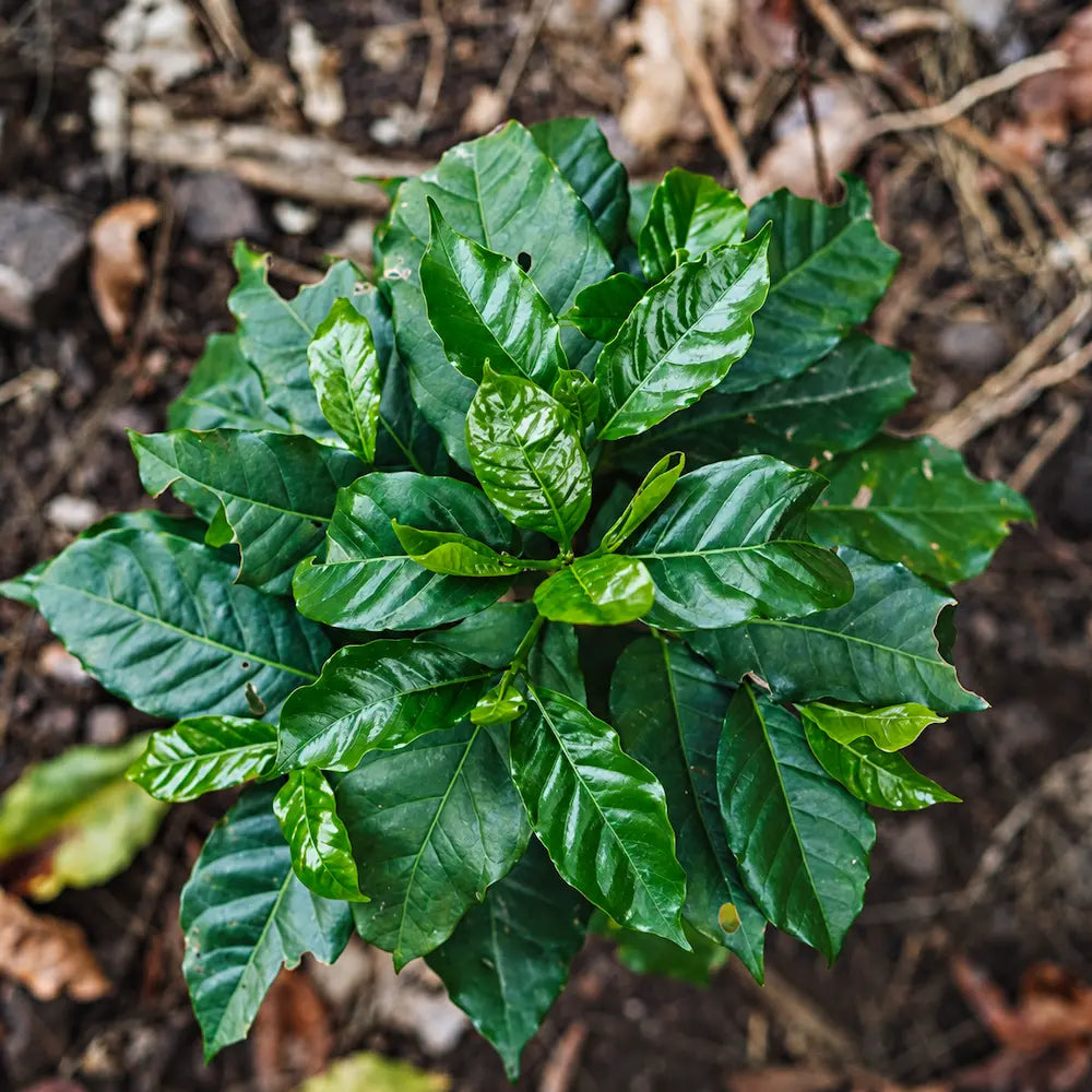 Młoda sadzonka kawowca z zielonymi liśćmi na plantacji kawy