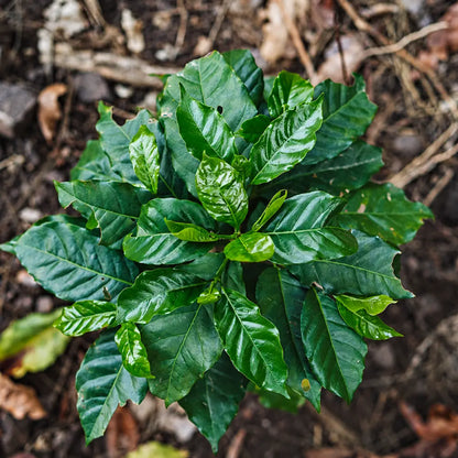 Młoda sadzonka kawowca z zielonymi liśćmi na plantacji kawy