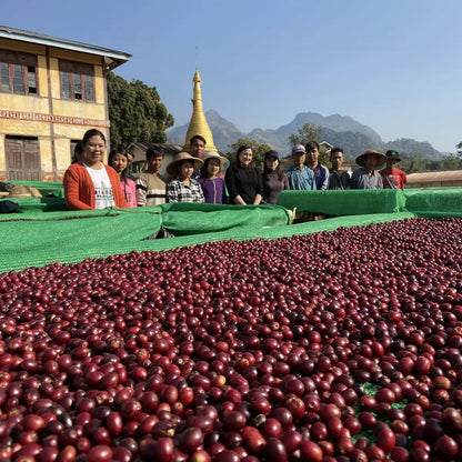 Kawa Specialty Myanmar A Lel Chaung