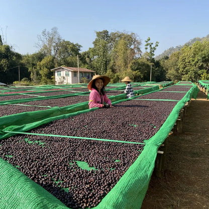 Kawa Specialty Myanmar A Lel Chaung