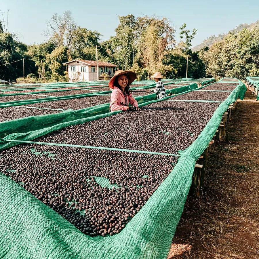 Suszenie kawy w Mjanmie – ziarna na stołach suszarniczych z zieloną siatką, pracownicy na plantacji