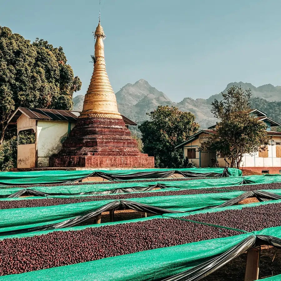 Suszenie wiśni kawowca w Mjanmie – ziarna na zielonych siatkach, w tle pagoda i górski krajobraz