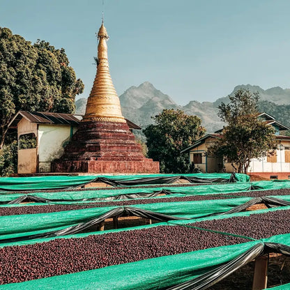 Suszenie wiśni kawowca w Mjanmie – ziarna na zielonych siatkach, w tle pagoda i górski krajobraz