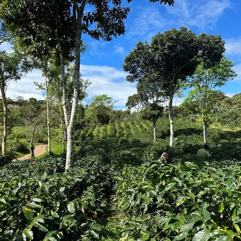 plantacja kawy Las Morenitas w Nikaragui – krzewy kawy rosnące w cieniu drzew