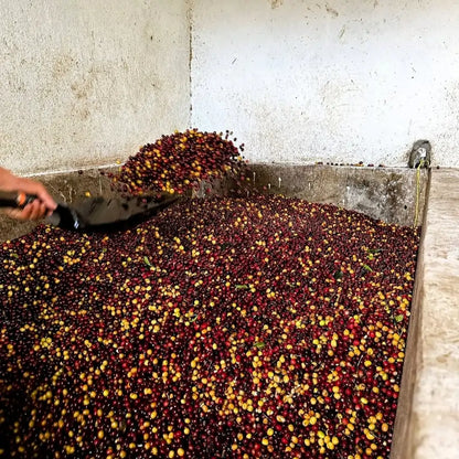 świeżo zebrane wiśnie kawy podczas obróbki na farmie Las Morenitas w Nikaragui
