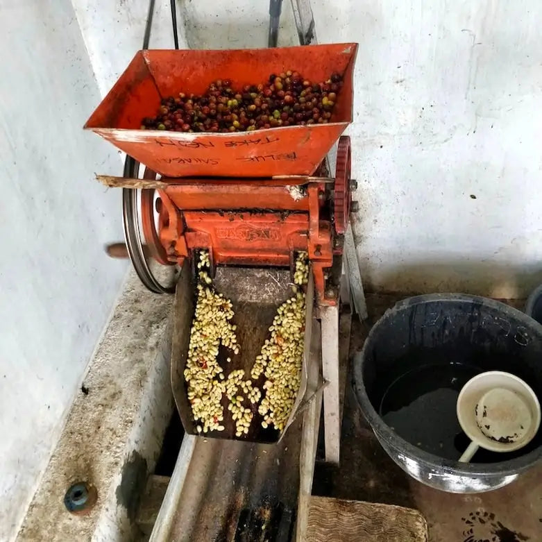 Maszyna do obróbki kawy w Indonezji – proces oddzielania ziaren od owoców kawowca podczas pulpowania