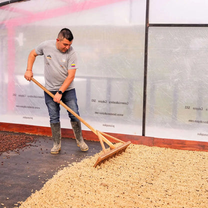 Proces suszenia i obróbki kawy Colombia Las Flores – rozkładanie ziaren kawy na suszarni
