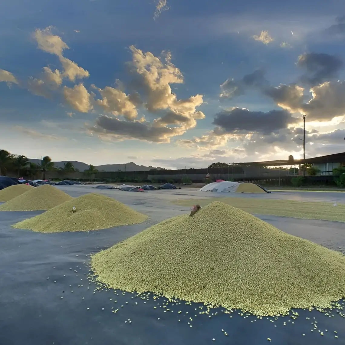 Suszące się na słońcu ziarna kawy ułożone w kopcach na placu obróbki, widok plantacji na tle gór i zachodzącego słońca