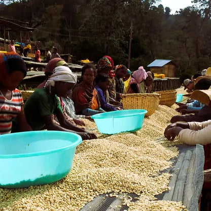 Pracownicy na plantacji w Etiopii sortują i suszą zielone ziarna kawy na afrykańskich stołach
