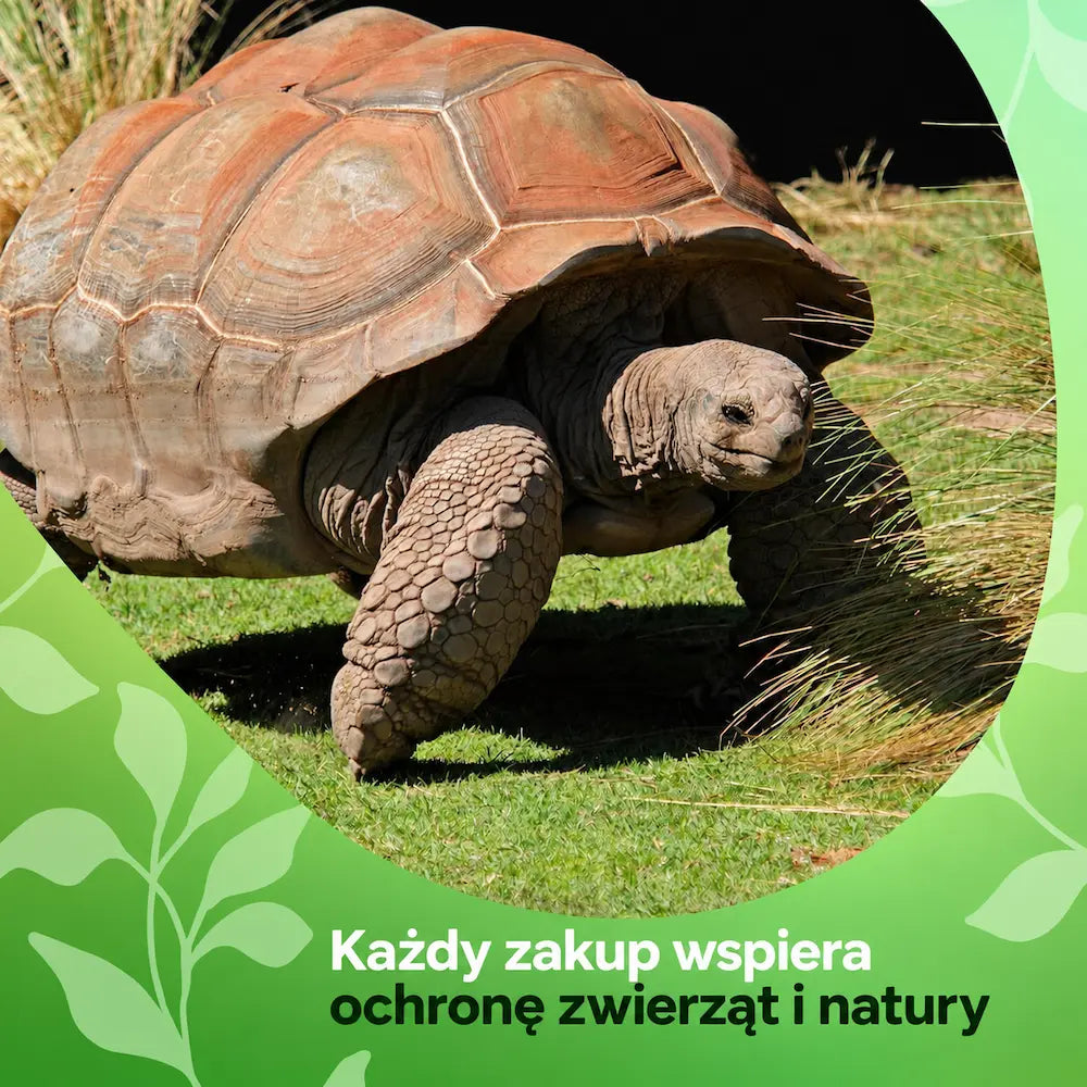 Każdy zakup wspiera ochronę zwierząt i natury – David Rio Tortoise