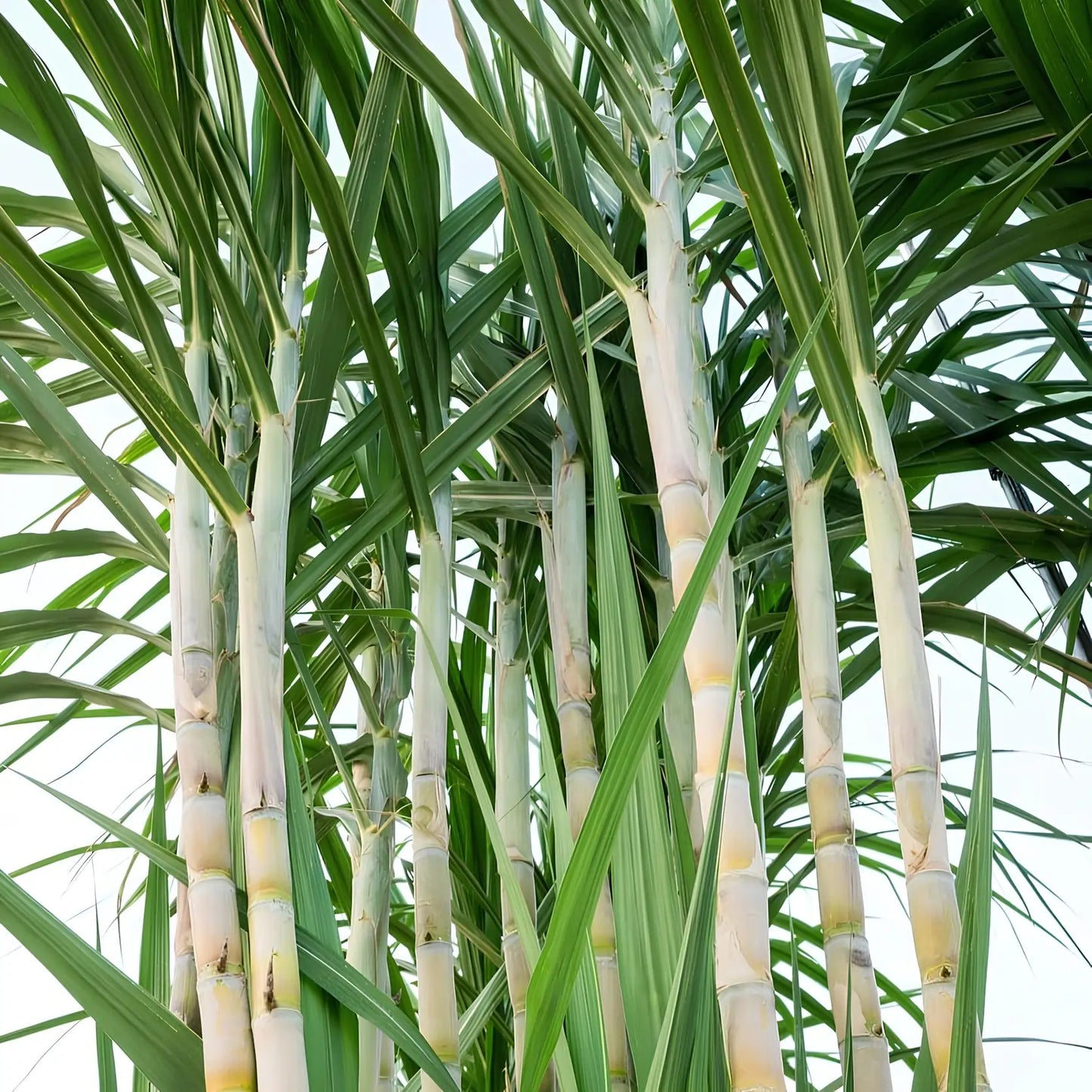 Organiczna trzcina cukrowa uprawiana w Brazylii – główny składnik syropów Bacanha, pozyskiwana w sposób zrównoważony