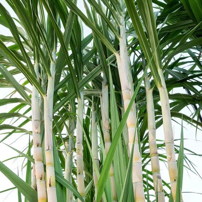 Organiczna trzcina cukrowa uprawiana w Brazylii – główny składnik syropów Bacanha, pozyskiwana w sposób zrównoważony