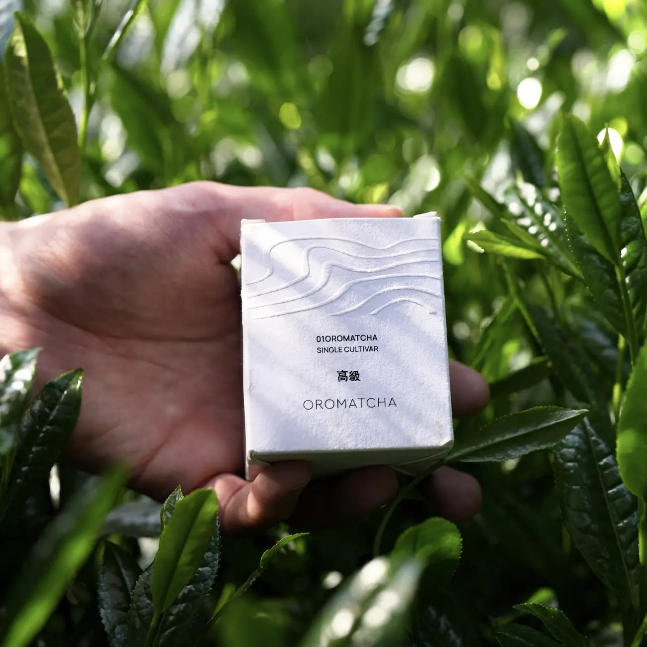 Oromatcha Single Cultivar – opakowanie matchy trzymane w dłoni na plantacji herbaty