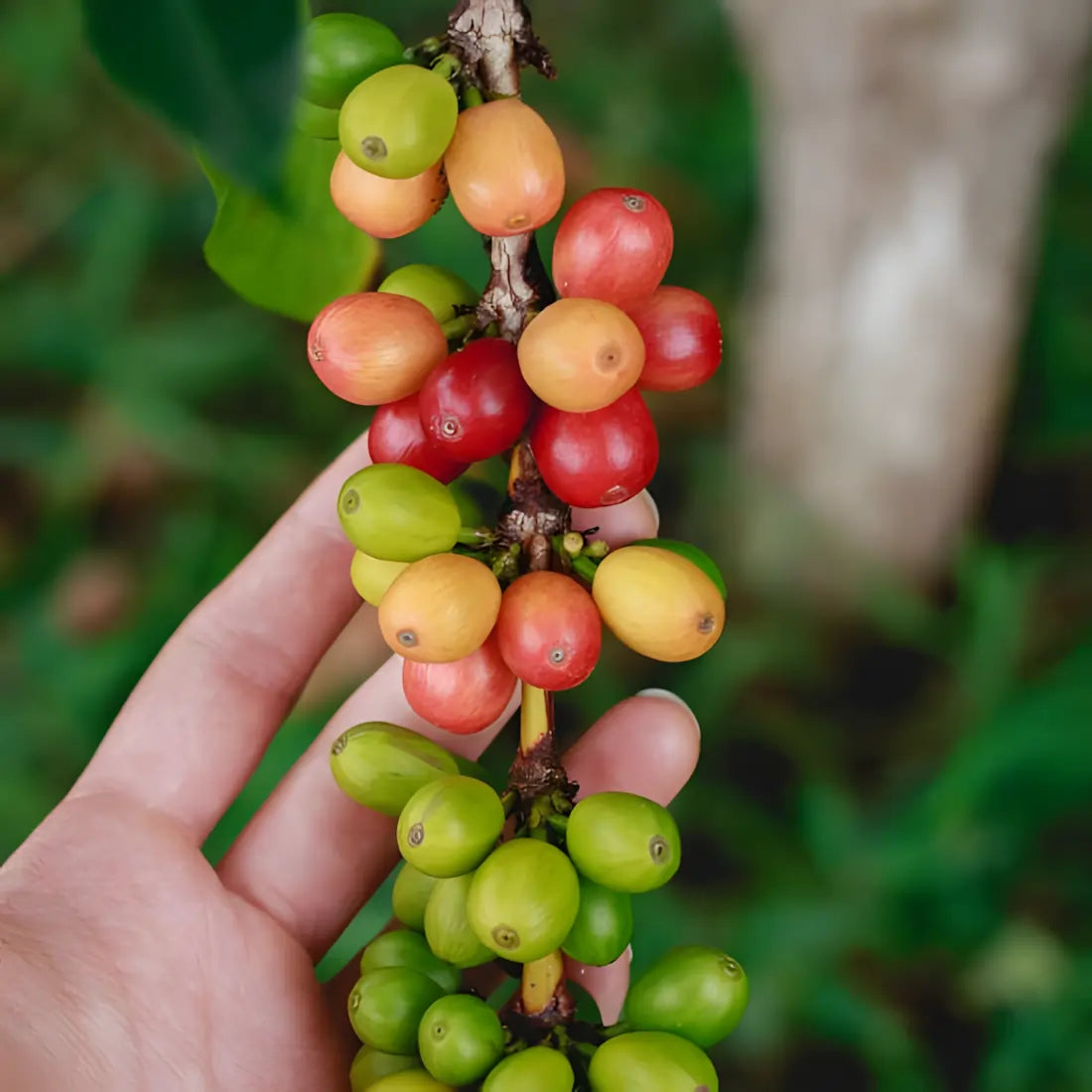 Gałązka kawowca z owocami w różnych etapach dojrzewania – od zielonych po czerwone, trzymana w dłoni na tle roślinności.