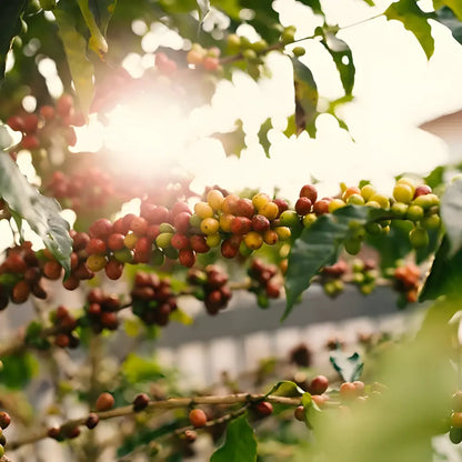 Dojrzewające owoce kawowca na gałęzi w promieniach słońca, czerwone i zielone jagody kawy na plantacji