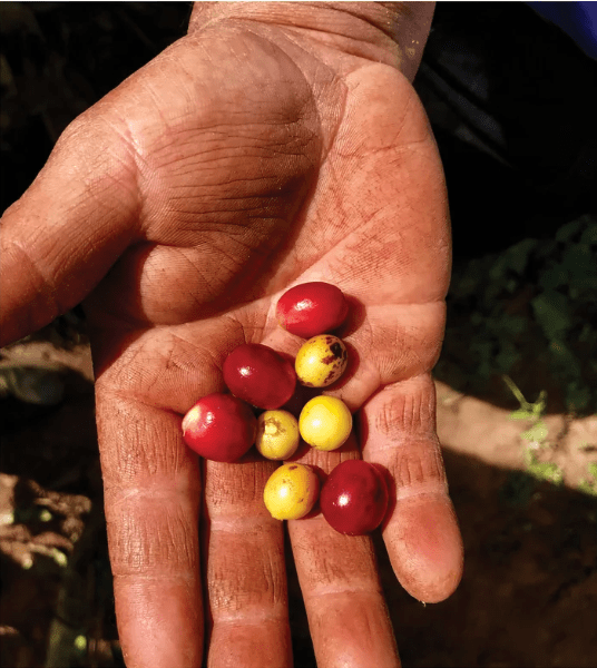 Owoce kawy z plantacji El Jaguar
