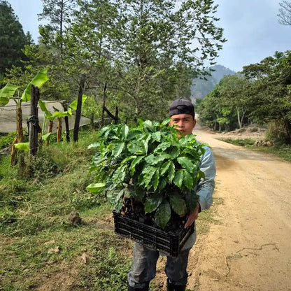 Uprawa kawy w Hondurasie – pracownik plantacji niesie sadzonki kawy specialty na drodze wśród zieleni