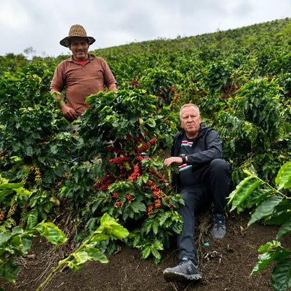 Plantacja kawy Venezuela Merida – rolnicy przy krzewach z dojrzałymi czerwonymi owocami kawy