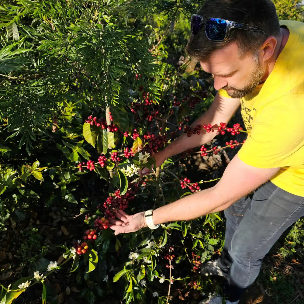 Mężczyzna na plantacji zbiera dojrzałe czerwone owoce kawowca z gałęzi pełnej kwiatów i wiśni kawy.
