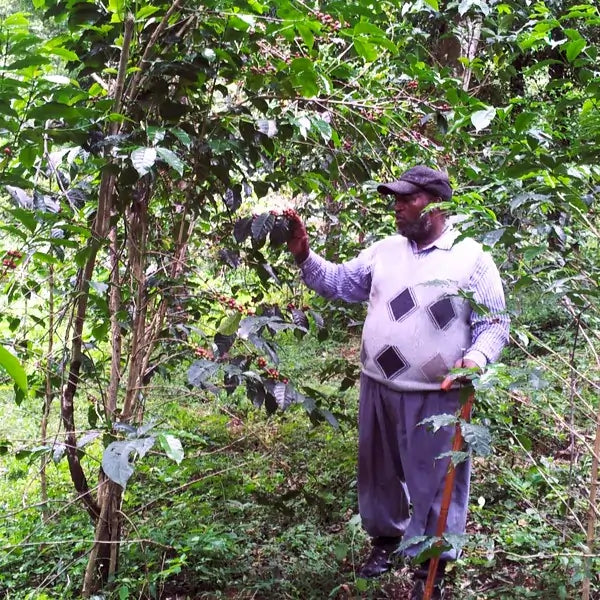 Rolnik ogląda dojrzałe wiśnie kawowe na drzewie kawowca podczas zbiorów na plantacji